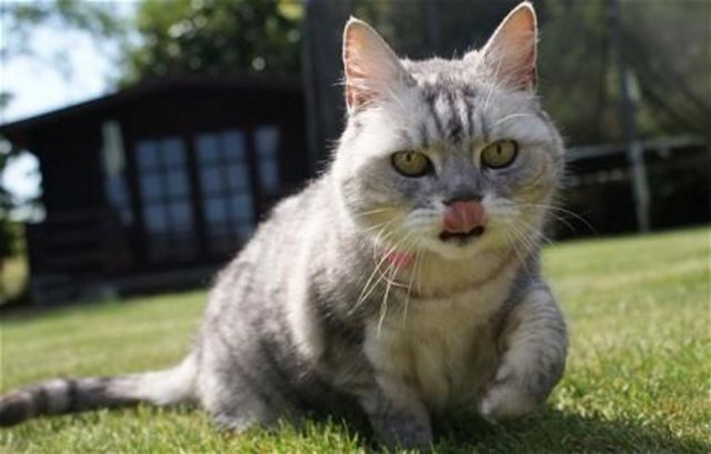 İngiltere'nin Northampton şehrinde yaşayan Smokey isimli bu kedicik 67.7 desibelle dünyanın en yüksek sesle mırlayan ev kedisi oldu.