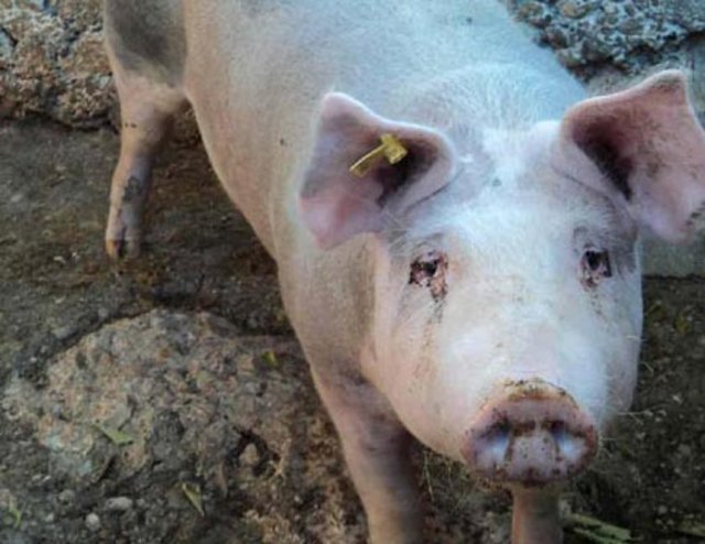 Daha sonra da ülkede hiçbir domuza Napolyon ismi verilmemesi kararlaştırıldı...