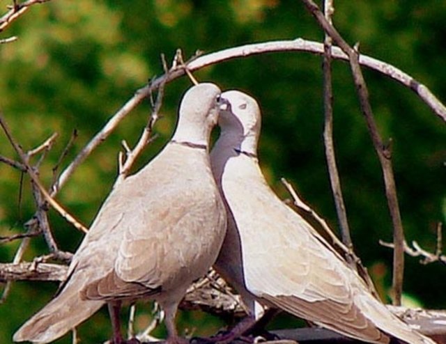 Hayvanlar Çiftleşemez – ABD California'da uygulanan bu kanuna göre okul ve kiliseye 500 metre yakında herhangi bir yerde hiçbir hayvan çiftleşemez...
