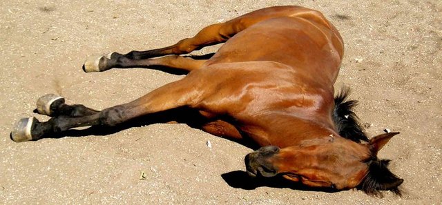 Yong Caddesi'nde ölü atları pazar günü sürüklemek yasaklanmıştır - Kanada