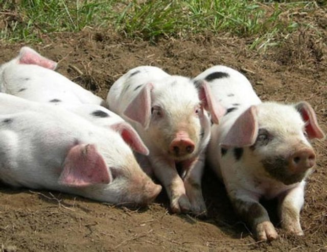 Domuzlara Napolyon İsmi Verilemez – Fransa George Orwell'in yazdığı "Hayvan Çiftliği" isimli kısa hikayedeki domuz Stalin'i temsil ediyordu ve adı da Napolyon'du. Bu durum kanunlara takıldı ve hemen domuz karakterinin ismi değiştirildi ve Sezar yapıldı...