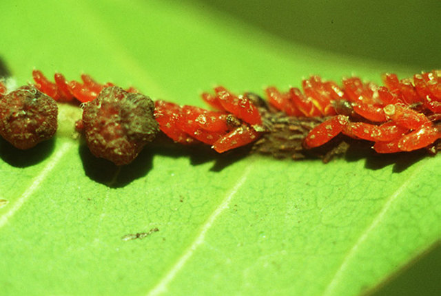 Ne tuhaftır ki jelibonlar da parlaklıklarını bu üründen alıyorlar. Tayland'da yaşayan ve Kerria Iacca adını taşıyan bir böceğin salgısından elde ediliyor.