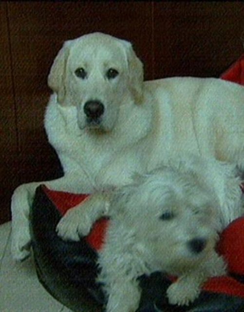 Evin asıl sahibinin köpekleri olduğunu söyleyen Ferhat Göçer, onlar için de özel bir bölüm hazırlamış evlerinde...