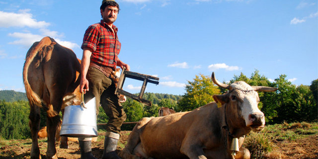 6- Mandıra çiftçiliği - Yıllık geliri: 60 bin 750 dolar - İhtiyaç artışı: -% 8