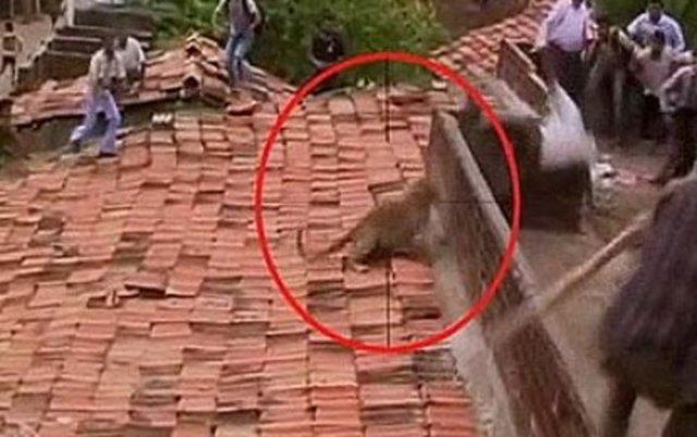 Tavan arasındaki takırtıların büyük bir fare veya kuştan geldiğini sanarak çevreye toplanan köylülerden ürkerek insanlara saldıran leopar önüne gelene saldırdı.