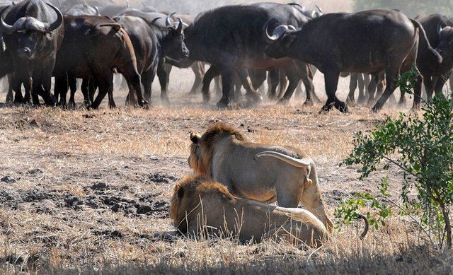 Yaşanılan kaza izleyenleri korkuttuGüney Afrikalı fotoğrafçı Jay van Rensburg Kruger Ulusal Parkı'nda bir buffalo sürüsüne saldıran aslanları görüntüledi.