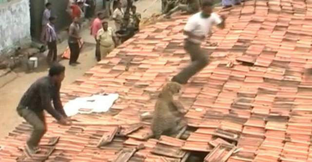 Leopar saldırısı nedeniyle en az beş kişi çeşitli yerlerinden yaralanırken, halk korkuyla uzun bir süre evlerine kapandı.