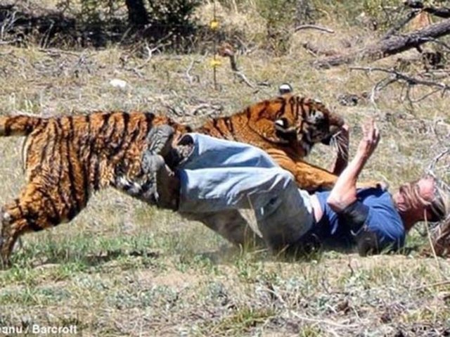 Ne kadar eğitimli de olsa vahşi bir kaplanla şaka olmayacağını Miller da anladı.