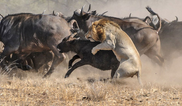 İşte aslanların faka bastığı o anlar...