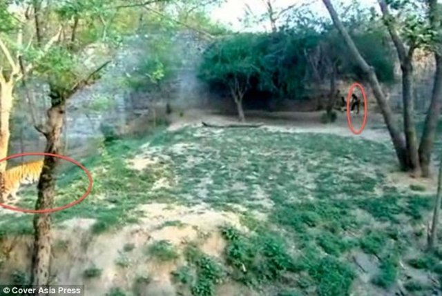 Kaplanların ortasına atladı Şoke eden olay Hindistan'da yaşandı.