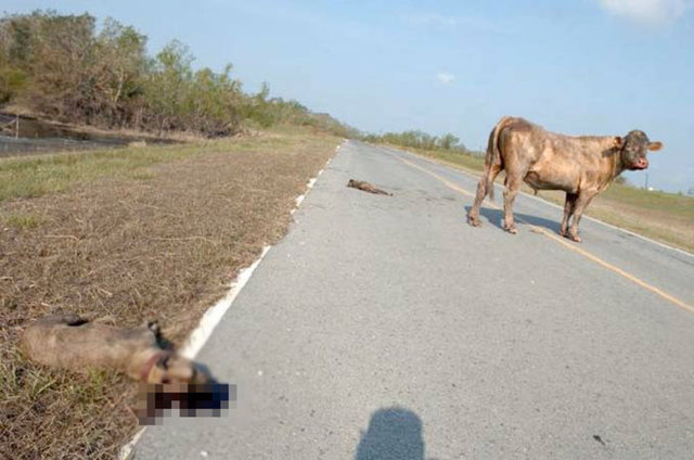 Bu tekmenin ardından pitbulun biri yerden kalkamıyor. Az önce kafa darbesiyle yanından uzaklaşan diğer pitbulu da boğa yine tekmeyle kendinden uzaklaştırıyor...