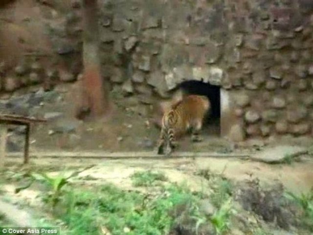 Gömleğini çıkartarak kaplanları kovalayan adam ziyaretçileri dehşete düşürdü.