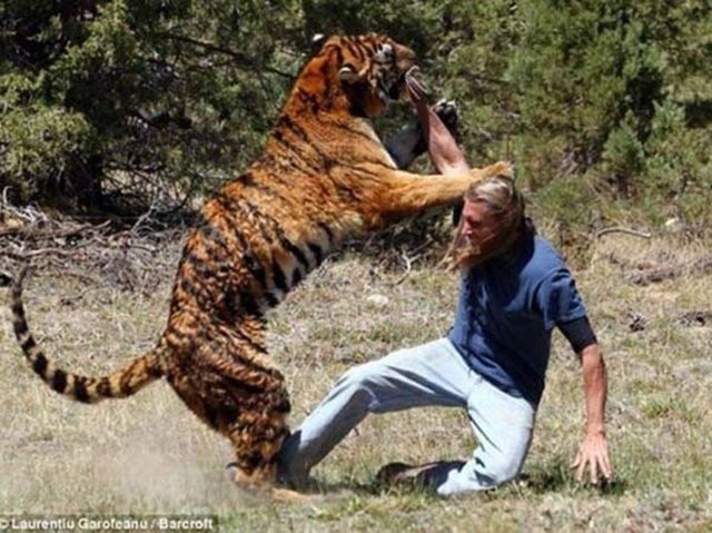 Miller, yine bir kaplanı eğitim için karşısına aldı.