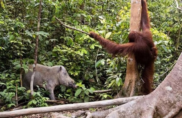 Bunların inanılmaz olduğunu dile getiren Rus fotoğrafçı, o anları işte böyle ölümsüzleştirdi.
