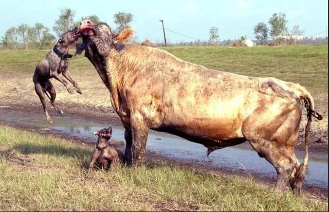 Kim kazanır dersiniz?  Son derece tehlikeli olan iki pitbul bir boğaya saldırıyor. Bakalım pitbulllarla boğa savaşında kazanan kim oluyor?