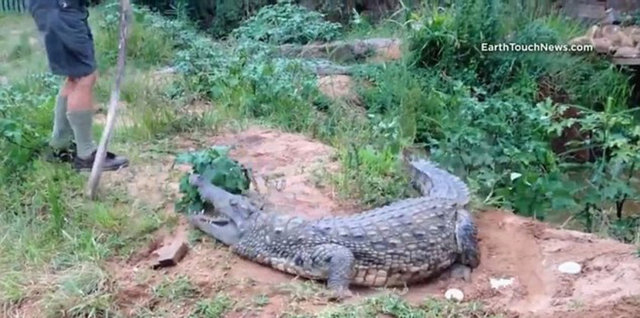 Güney Afrika'da bir timsah çiftliği sahibi olan 73 yaşındaki Peter Watson az kalsın canından oluyordu...