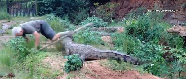 Timsah adamı bacağından yakaladığı gibi yere fırlattı...