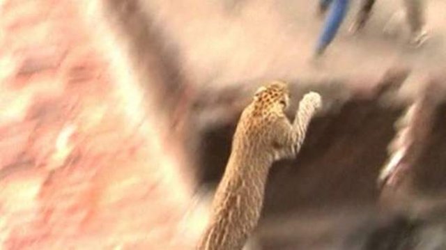 Hindistan'ın batısındaki Maharashtra kentine bağlı Ballarpur köyünde bir evin çatısından sesler duyan köylüler çatıdaki kiremitleri sökünce ne uğradıklarını şaşırdı.