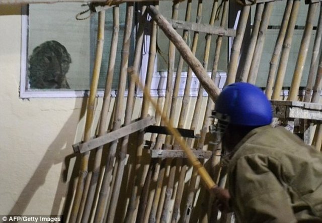 Fakat çevredeki insanların fotoğraf çekmeye çalışması sonucu iyice sinirlenen leopar tüm çabalara rağmen sakinleştirilemedi. Uzun süre görevlilerin ellerindeki sopalarla dışarı çıkarmaya çalıştığı leopar en sonunda ise hızla camdan çıktı.