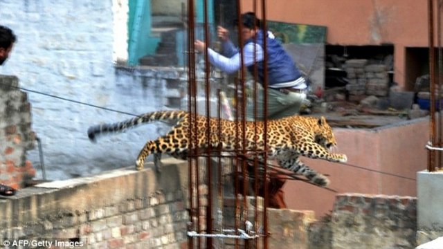 Leopar dehşetiHindistan'ın Uttar Pradeş bölgesinde bir hastaneye giren leopar, 12 saat boyunca hastanedekilere korkulu anlar yaşattı. Uzun uğraşlar sonucu hastaneden çıkarılan leopar, 1 polis memurunu ise yaraladı.