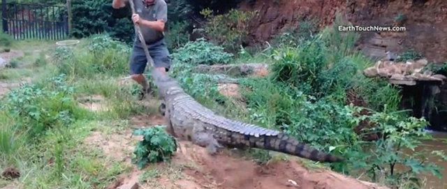 Elindeki tahta sopayla timsaha dokunduğu anda, bu hareketin yaşlı adama dönüşü çok acı oldu...