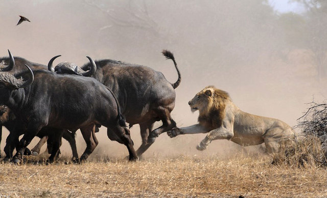 Pusuda bekleyen ve saldırıya hazırlanan aslanlar sürüdeki yavru buffalonun üzerine çullandı.
