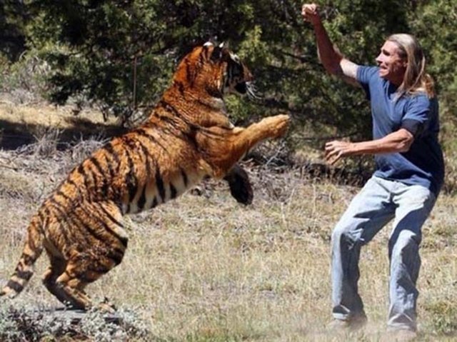 HATASINI ÇOK GEÇ FARKETTİRandy Miller, Hollywood filmleri için kaplan eğitiyor.