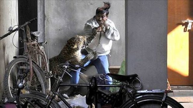 Leopar saldırdığı insanların birini başından yaraladı.