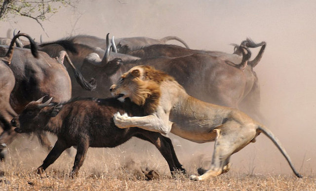 Fakat anne buffalonun başka planları vardı...