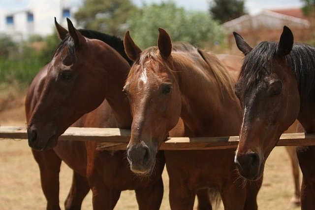 Kıyakçı: At yetiştirilen haralarda hayvanların çiftleşmesine yardım eden görevli.