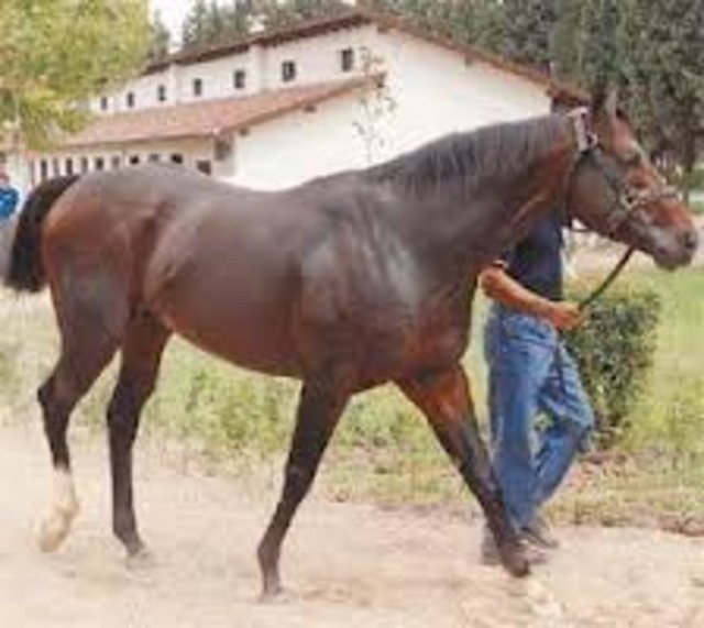 Seyis: Ata bakan, tımar eden kimse, at bakıcısı.