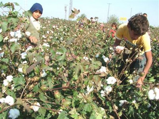Başakçı: Tarımda hasat yapıldıktan sonra geri kalanları toplayanlara verilen isim.