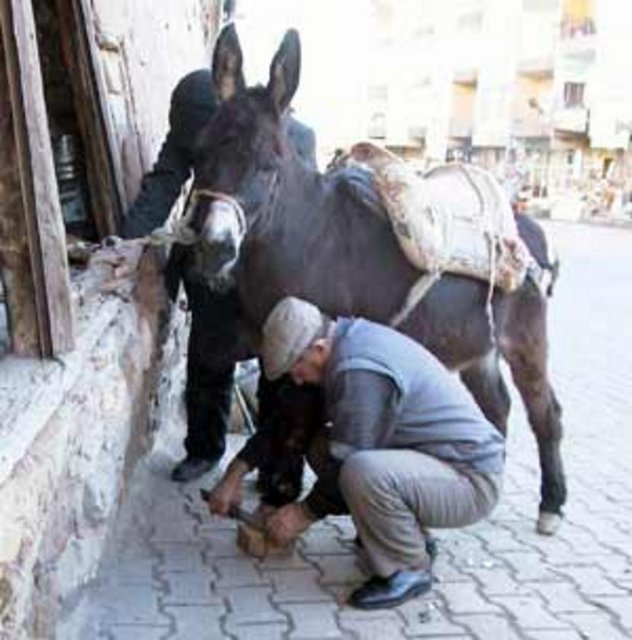 Nalbant: Hayvanların ayağına nal çakan kimse