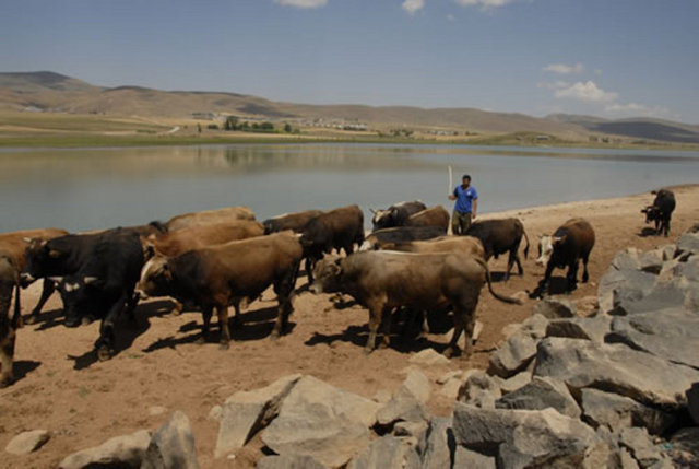 Sığırtmaç: Sığır güden kimse, sığır çobanı
