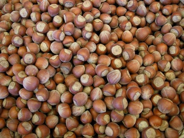 18. FINDIK: E vitamininden zengindir aynı zamanda güçlü bir antioksidandır. Kas yorgunluğunu ve kas zayıflamasını önler. Sinir sistemi üzerine pozitif etkisinden dolayı diyet yapanların günde 10 adet, koruma programında olanlarınsa haftada 3 defa 50 gr kadar fındık tüketmesini önerebiliriz.