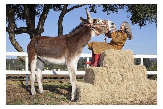 Garip özellikleri Guinness Rekorlar Kitabına girmelerini sağladı. Sahip oldukları ilginç özellikler görenleri şaşırtıyor. Dünyanın en büyük eşeği tam 173cmn uzunluğunda.