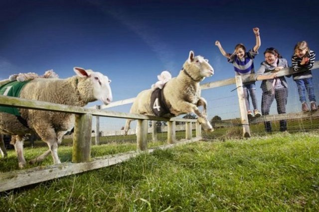 Dünyanın en hızlı koyunu Zippy Lambourghini. High Wycombe, Buckinghamshire, İngiltere'de yaşayan Zippy Lambourghini katıldığı 179 yarıştan 165'inde foto finişi önde geçti.