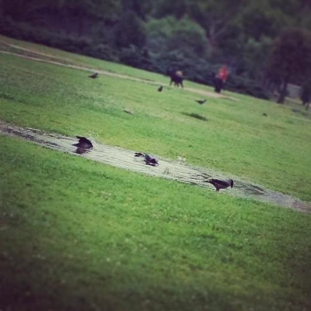 DEMET EVGAR - Kanat temizleme -