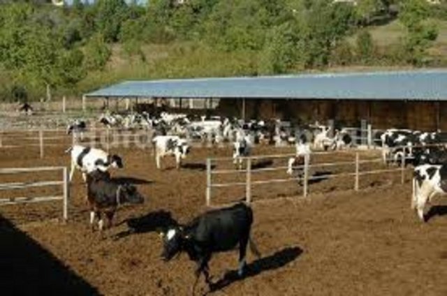 95. Mandıra Çifçiliği -  - Yıllık geliri: 65 bin 250 Dolar