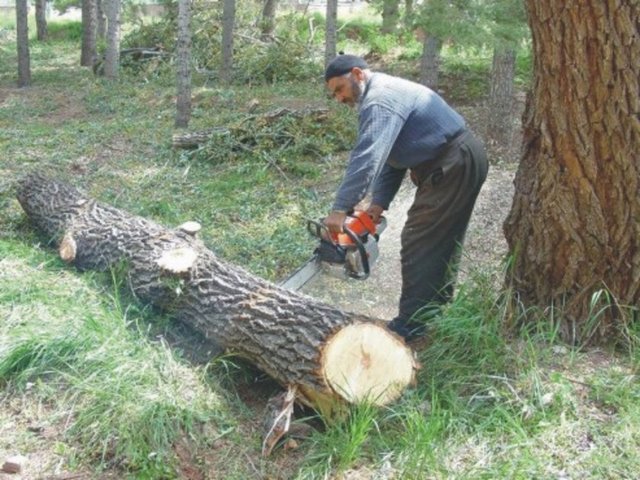 99 - Oduncu - Yıllık geliri: 33 bin 124 Dolar