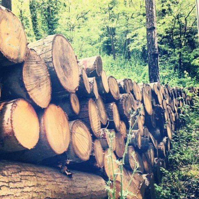 BERGÜZAR KOREL - Keşke kuşların sesini de fotoğraflayabilsem -