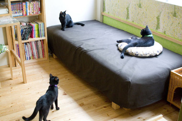 Kafede kedilerle fotoğraf çektirmek serbest ancak kedilere dokunmak yasak.