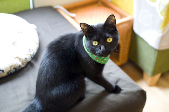 20 siyah kedinin bulunduğu kafede kedilerle 1 saat geçirmek için 8 dolar ödemeniz gerekiyor.