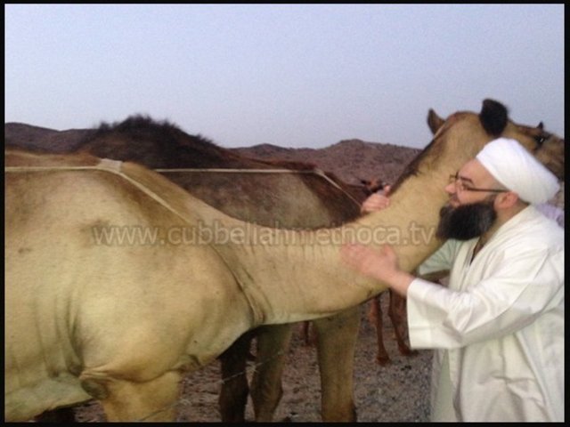 Cübbeli Ahmet Hoca Ümre deveyi severken...