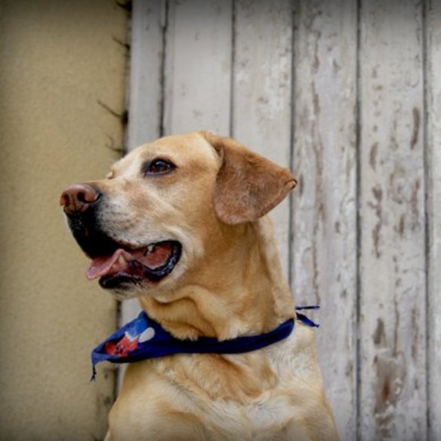 Hayvan dostlarımız Bir hayvan barınağına gidin. Hayvanları besleyin, onları sevin.