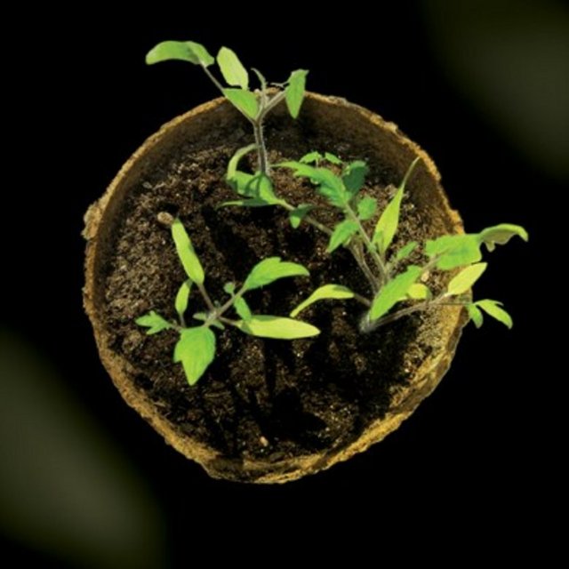 Bitkilerle ilgilenin Yeni saksı ve çiçekler alın. Bitkilerle uğraşın. Toprak negatif elektiriğinizi alacaktır.