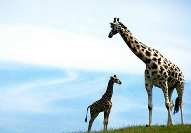 Zürafalar yüzemez.