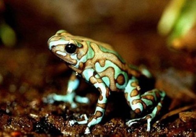 2.600 değişik cins kurbağa vardır