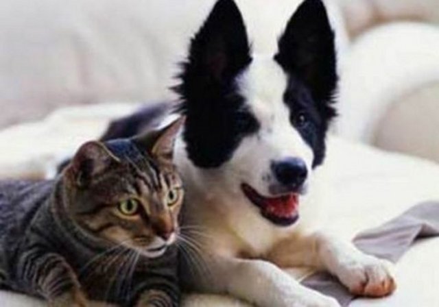 Kediler 100 değişik ses, köpekler ise 10 ses çıkartabilirler.