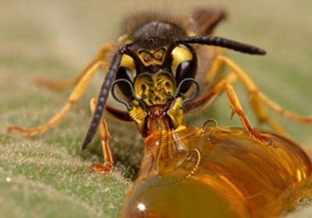 Yarım kilo bal yapabilmek için arılar iki milyondan fazla çiçekten bitki özü toplamak zorundadırlar.